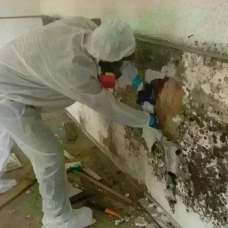 Mold Remediation and Removal in Santa Cruz County, CA